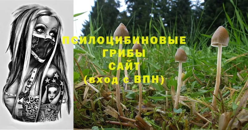 ОМГ ОМГ зеркало  Гуково  Галлюциногенные грибы Psilocybe  что такое  